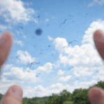 눈앞에 떠다니는 ‘날파리’, 비문증일 수 있다…망막질환 신호 가능성도