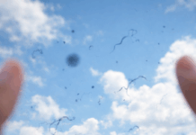 눈앞에 떠다니는 ‘날파리’, 비문증일 수 있다…망막질환 신호 가능성도